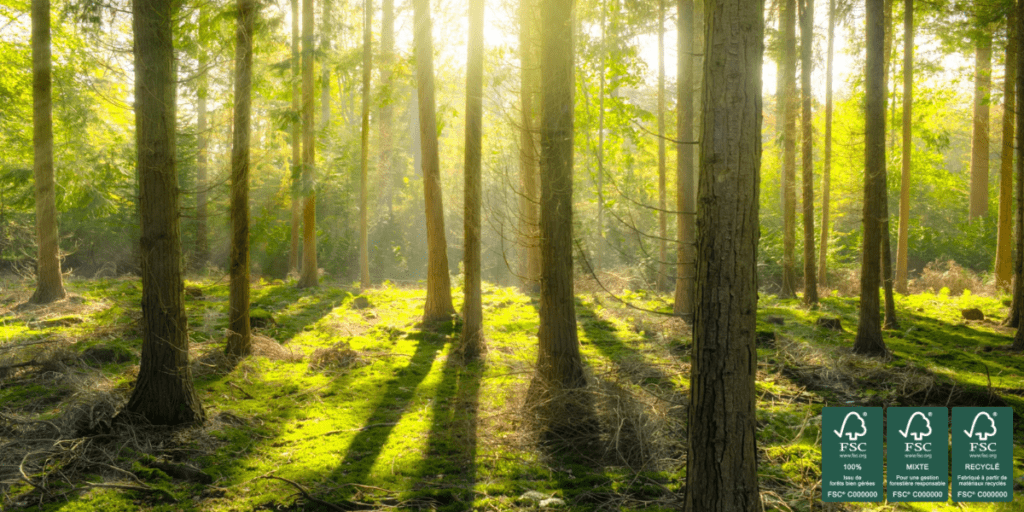 Forêt certifiée par le label FSC éclairée par le soleil